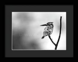 Pied kingfisher!    #wildvisiondotcom #puttaswamyravishankar #perfectgift #ಪುರಶಂ #fstopdotcom #bangaloredotcom #nature #naturephotography #BuyIntoArt #BuyArtNotCandy #AYearForArt #Art #cosmictouchdotcom #visualrhythmcampus #ValentinesDay