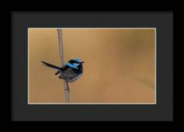 Male Superb fairywren!    #wildvisiondotcom #puttaswamyravishankar #perfectgift #ಪುರಶಂ #fstopdotcom #bangaloredotcom #nature #naturephotography #BuyIntoArt #BuyArtNotCandy #AYearForArt #Art #cosmictouchdotcom #visualrhythmcampus #ValentinesDay