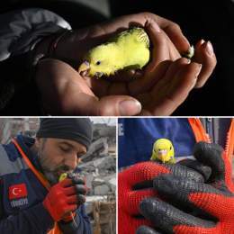 A parrot was found alive in the rubble of a building destroyed by the earthquakes in Turkey.   It was named "Miracle".