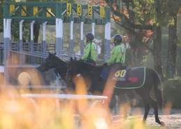 さぁ復活だー。 無敗の3冠牝馬 #デアリングタクト   決戦まで残り1日。 #ジャパンカップ