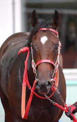 #エコロアレス ＆ #フロムダスク「どちらもいい状態」森師／#サウジダービー  #keiba #競馬 #海外競馬