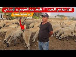 حصريا و لأول مرة في المغرب اجي تشوف خليط بين سلالة الإسباني و الصردي المغربي