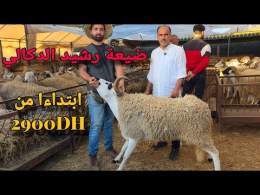 ثمن حولي العيد من ضيعة رشيد الدكالي بضواحي الدار البيضاء مع ثمن الصردي و البرگي