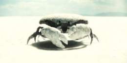 「私、カットされましたが、実はある人の仮の姿です&hellip;その正体はあと11時以降まで待ってください&hellip;ｶｻｶｻｶｻ(移動)」 #パイレーツオブカリビアン #パイレーツ・オブ・カリビアン #ワールドエンド #金曜ロードショー