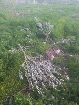 Pictures