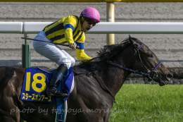 Stars on Earth with jockey Christophe Lemaire won Yushun Himba (Japanese Oaks). #スターズオンアース  #ルメール騎手  #オークス