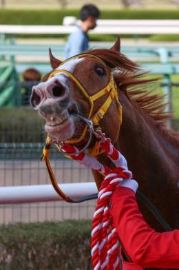 今日だけは好きなだけドヤ顔していいんだよ  #大阪杯 #ジャックドール