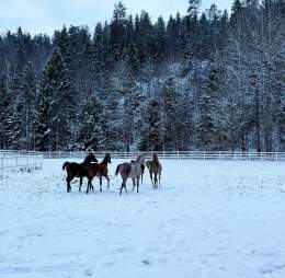 .Happy weanlings! \ud83e\udd0d -7 C today and they love to play outside in the snow. 2023 foal croup has been a blessing and this 5 ones stay with us are my favorites \u2728