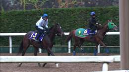 【#チャンピオンズカップ 】 ３歳世代代表格の #ノットゥルノ コンビを組む #武豊 騎手を背に坂路で最終追い切りを行いました ジャパンダートダービー覇者の若い力が初の中京ダートで旋風を巻き起こせるか