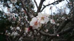 桜？