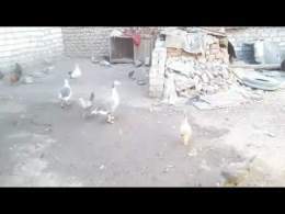 Videos