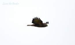 Buzzard in flight.  #birdwatching #birds #BirdsOfTwitter #BirdTwitter #TwitterNatureCommunity #twitterbird