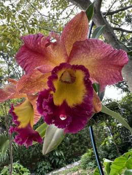 An orchid that bloomed in our garden:)