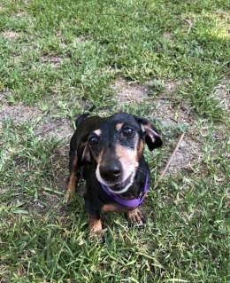 Lillian Sinclaire, still recovering from her neck surgery, but back to really sassy and ready for at least one new squeaky ball per day (I know, but she&rsquo;s awesome).