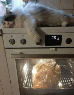 А все уже поставили картошку на мясной салат и селедку под шубой отваривать? Беспокоюсь