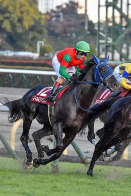 2022/11/06 東京11R アルゼンチン共和国杯 マイネルファンロンさんが1周目こっちを見ていた！ 「おい、今日の距離知ってるか？」   #マイネルファンロン  #アルゼンチン共和国杯