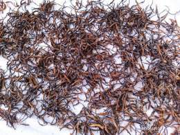 #Caterpillar #fungus production declining in #Putao, #Burma ...   | #Sheepati | #Cordyceps | #fungi | #Ophiocordyceps | #ClimateChange | Via