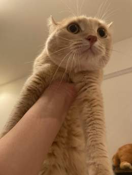 一番好きなライオンキングやってる うちの猫も大興奮 猫の名前はムファサ いずれ王になる #ライオン・キング  #ライオンキング #ムファサ #猫