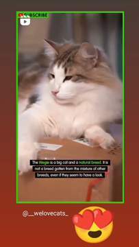 \ud83d\ude0d\ud83d\ude0d\ud83d\ude0dIf You like it pls support with \u2764\ufe0f\ud83d\ude09 \ud83d\udce9 Submit your cat's photo to our contest email (below BIO) to be featured \ud83d\udc95#cat #cats #catsagram #catstagram #instagood #kitten #kitty