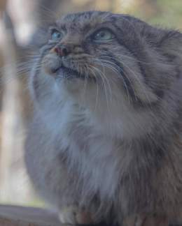 ㅤㅤ なんだか笑ってるように見えますˊ˗ ㅤㅤ #那須どうぶつ王国 #マヌルネコ #pallascat  #animal #zoo