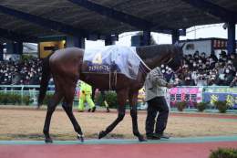 #浦和記念 パドック。第43回浦和記念(JpnII･浦和･左2000m)はJRA5頭･地方6頭の11頭が出走します。15時05分現在で、単勝3.0倍の1番人気は4枠4番ケイアイパープル。2番人気以下はタイセイドレフォン、ラーゴム、クリノドラゴンと続きます。発走は15時25分予定。