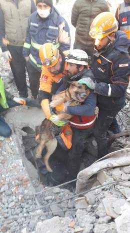 Mama dog and her 2 pups were rescued in Turkey after spending over 120 hours under the rubble.   #puppies #TurkeyEarthquake