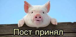&laquo;Свиной грипп&raquo; обнаружили уже в 74 субъектах РФ &mdash; Роспотребнадзор