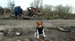 "Ukrposhta" announced the issue of stamps with the famous dog Patron, which helps rescuers in demining.