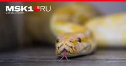 Сегодня, 12 июня, отмечается не только День России &mdash; в этот день наши предки отмечали Исакиев день, или Змеиный праздник.