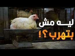 ليه الفرخة لما بتتحط على الميزان بتفضل هادية ومش بتهرب؟