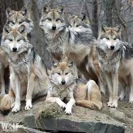 Wolves work hard.  Wolves work smart.  Wolves work together.  Be like a wolf   #LaborDay