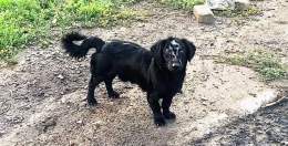 This is a dog from a village near Izyum, Kharkiv region. Russian soldiers burned a V sign on its forehead during their occupation of this part of Ukraine. There's a cult of violence in Russia and they don't spare neither humans nor animals.  Photo an