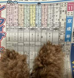 #日経新春杯　#京成杯 おはよーございます  【日経新春杯】 　\u25c9ロバートソンキー 　　3連複軸1頭流し\u25c9&rarr;01.02.04.08  【京成杯】 　ソールオリエンス 　グラニット 　シャンパンカラー 　　ワイドBOX  　ドッグラック