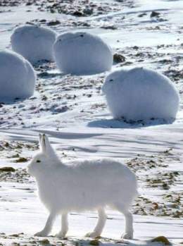 The Arctic hare can run up to 60 kilometres per hour, but it's when it's sitting that we like it more   [read more: