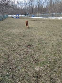 We have liftoff!! #dogsoftwitter