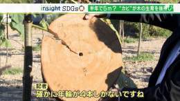 「年輪が4本しかない」5年で15mに！あっという間に伸びる木が地球温暖化防止の救世主に【SDGs】  「ジャパロニア」、「早生日本桐」  ・・・これ大丈夫なんです？　いや胡散臭いんだけど。