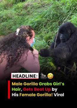 Videos