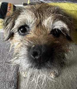 Off to the specialist vets in the morning pals for a scan on my liver and gallbladder to check I&rsquo;m still doing okay and that nothings changed. Hope I don&rsquo;t miss a #ScrappySnowDay whilst I&rsquo;m there  #ScrappyNelson #dogsoftwitter #btpo