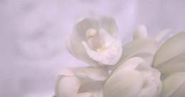 Pictures