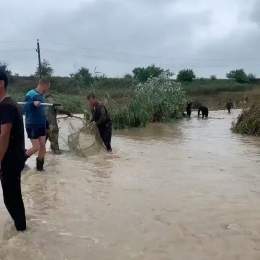 Из-за подтопления в станице Гостогаевской карпов из хозяйства &laquo;Красная горка&raquo; унесло в поле через дорогу, сообщают Кубанские новости.  Местные жители шанс не упустили и быстренько организовали рыбалку. Прямо в поле. Некоторые даже ловили 