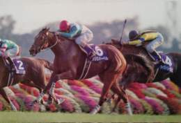 #メジロドーベル　エリザベス女王では史上初の連覇を達成。4年連続のG1勝利。4年連続のJRA賞受賞という快挙を達成。この偉業は23年前の11月14日に達成されました。