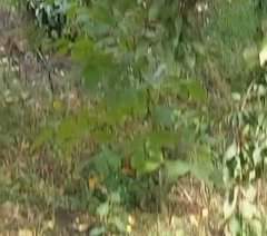One citizen of Ukraine, local, unarmed, drove away two mobilized from the &ldquo;LPR&rdquo;, who were digging or rowing something into the ground.  He ordered them to run to Liman. Look how they ran...