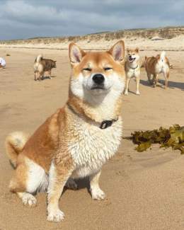 Happy Monday #Dogefam! Let's start the week off strong and continue to support #Dogecoin.  #DogecoinToTheMoon