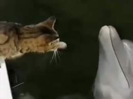 Cat and Dolphin playing together... Amazing!
