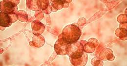 Candida auris infections are rare but serious&mdash;mortality rates are about 30%&mdash;and symptoms can include fever and chills, followed by organ failure
