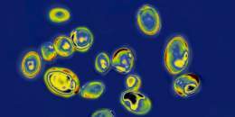 More than half the U.S. has reported cases of Candida auris as of late 2022, the CDC said.
