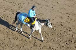 本日、中京11Rに登場します みんな大好き、リフレイムさん まずは全人馬が無事に&hellip; #リフレイム  #黒岩陽一厩舎  #野中悠太郎騎手 #コールドムーンステークス