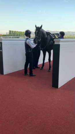#阪神競馬場 のメインレース #アンドロメダS は #マテンロウレオ  おめでとうございます  #東スポ競馬 #競馬0:025,985 views