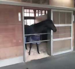 #ジャパンカップ から1夜明けた #デアリングタクト  元気そうで何よりです  #東スポ競馬 #競馬