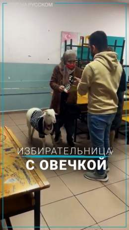 Овечка была замечена на избирательном участке в Стамбуле. Как выяснилось, она пришла вслед за своей владелицей.  #ВыборыВТурции #Стамбул #овечка